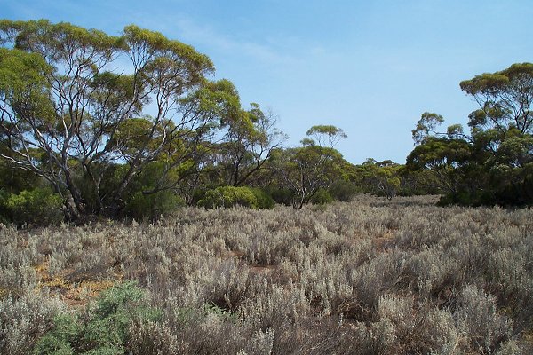 Looking North