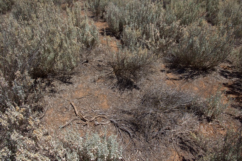 The confluence point lies among scrubby vegetation, about 90 m east of railroad tracks