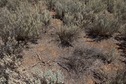 #5: The confluence point lies among scrubby vegetation, about 90 m east of railroad tracks