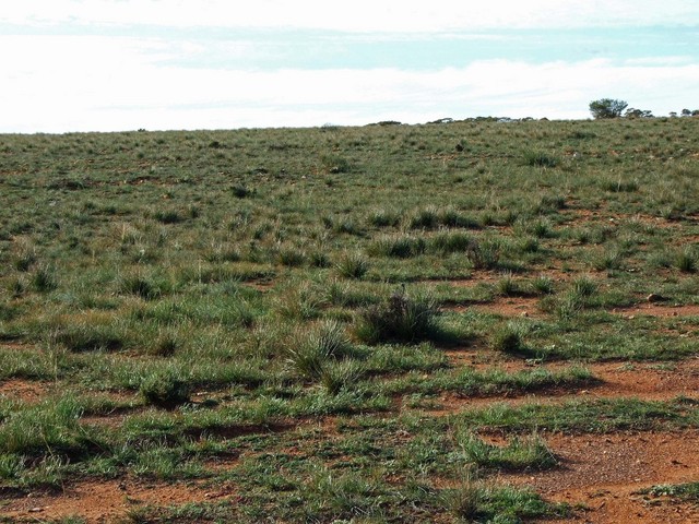 Looking East from the Confluence