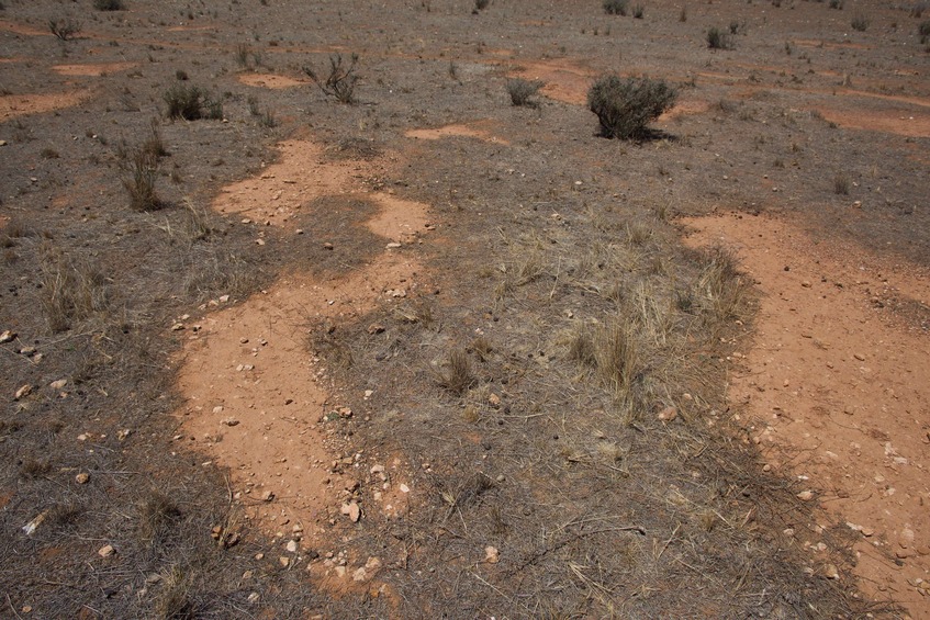 The confluence point lies on thinly-vegetated ranch land