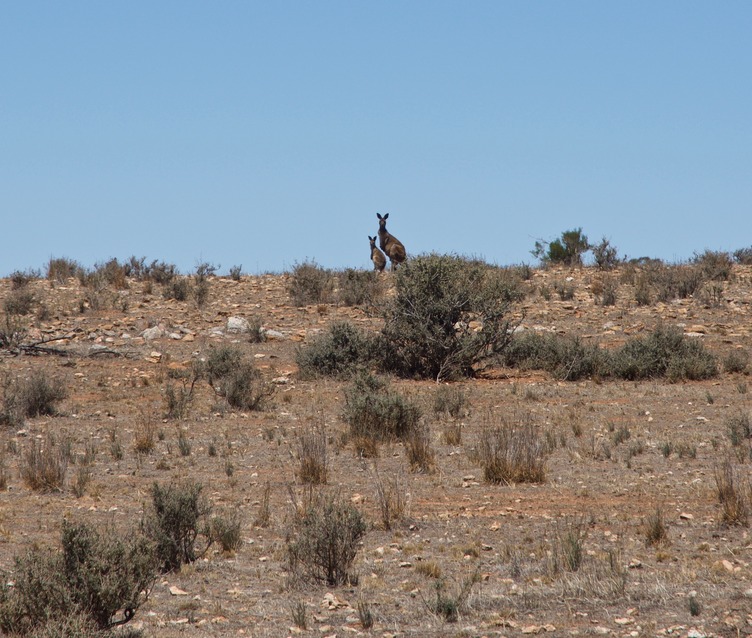 A pair of curious kangaroos watched me as I hiked towards the point