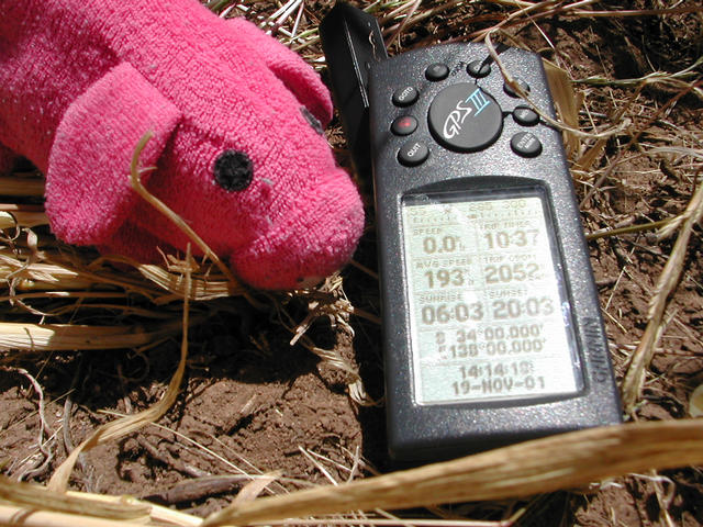 Piggy @ confluence (Geocaching Team Mascot)