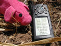 #7: Piggy @ confluence (Geocaching Team Mascot)