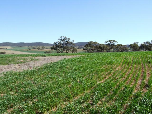 Looking West from the Confluence