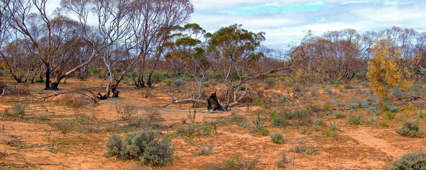 General View of Confluence with Lone Mallee Tree that escaped the Fire