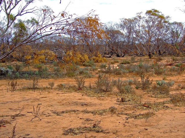 Looking North from the Confluence