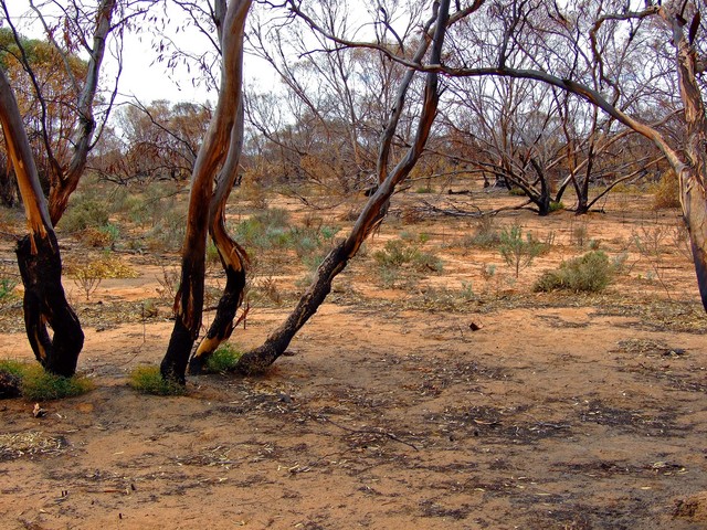 Looking East from the Confluence