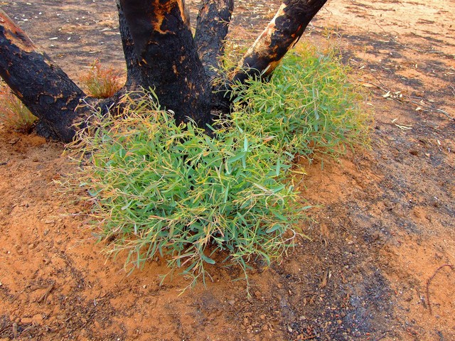 The resilient Australian mallee springing back to life after the fire