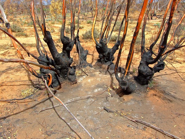 These mallee trees may look dead, but are actually showing new growth