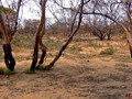 #4: Looking East from the Confluence