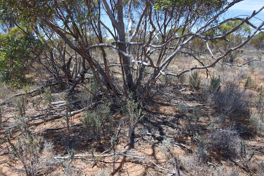 The confluence point lies next to this tree, within a nature reserve