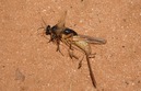 #8: Life near a Degree Confluence Point: An insect (ichneumon wasp) drags away the paralyzed body of another insect (grasshopper)