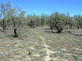 #7: Tracks leading to within 60 metres of the Confluence on Hypurna Island