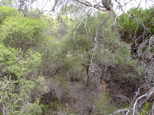 Looking South from the Confluence