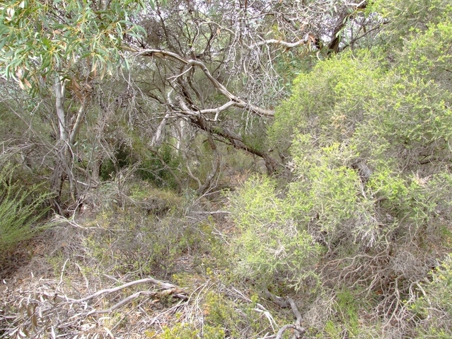 Looking East from the Confluence
