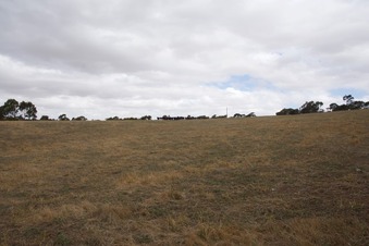#1: View South (towards a herd of cattle, watching me)