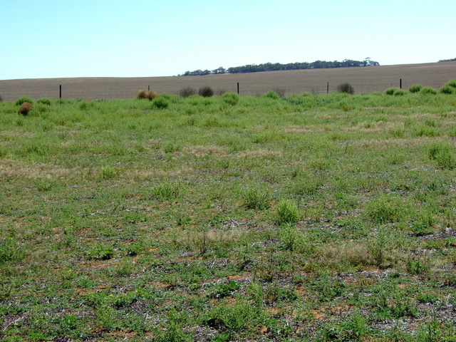 Looking North from the Confluence