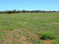 #5: Looking West from the Confluence