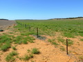 #8: The Fenceline showing the difference between the 2 Paddocks