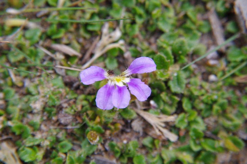 Wildflowers on the track