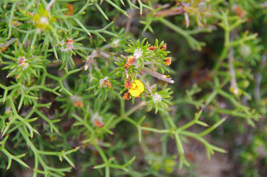 Wildflowers on the track