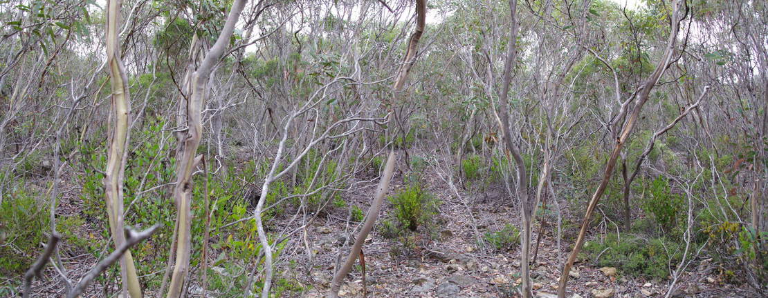 General view from the Confluence showing the thick vegetation