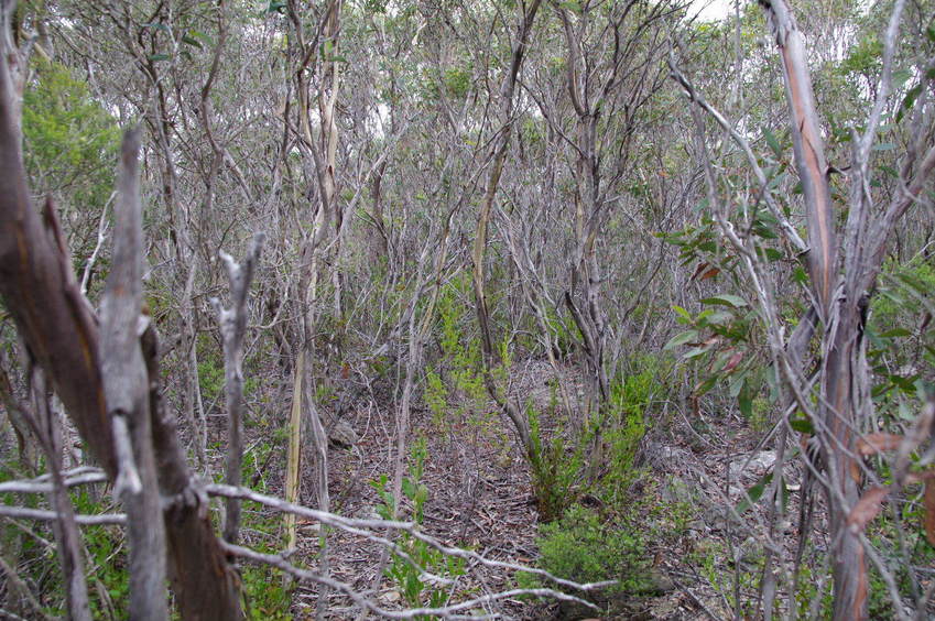 Looking South from the Confluence