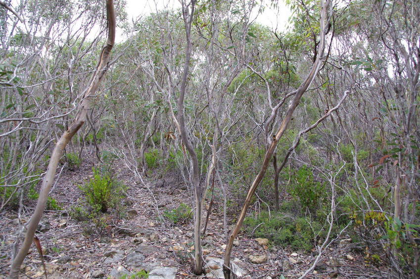 Looking East from the Confluence