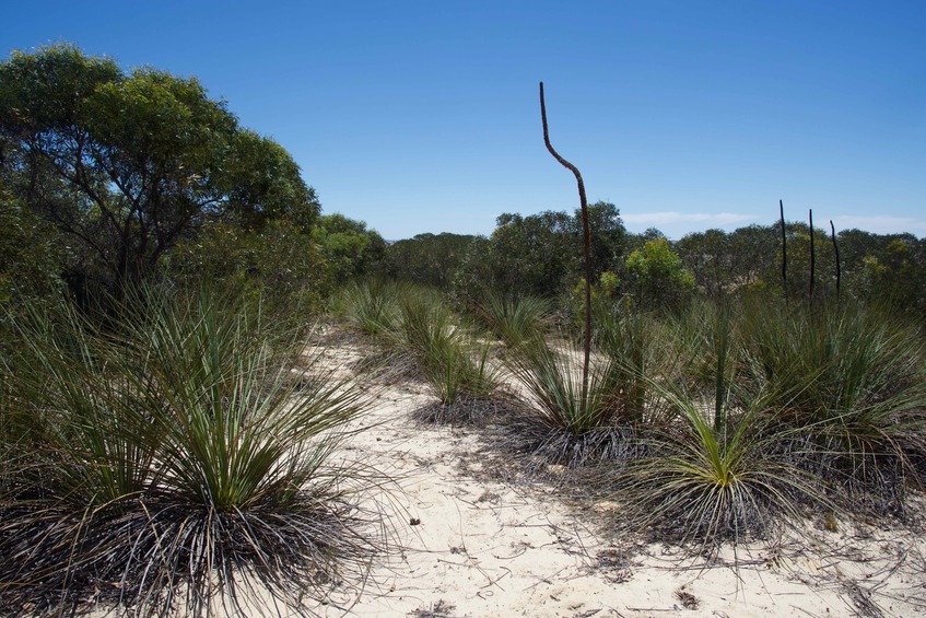 Xanthorrhoea - aka. “Yakka” or” Blackboys” - growing on the adjacent sand dune, 180 m from the point