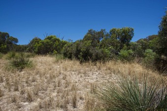 #1: View South (towards the vegetation-covered sand dune)