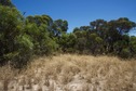 #2: View West (towards the vegetation-covered sand dune)