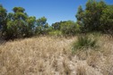 #4: View East (towards the vegetation-covered sand dune)