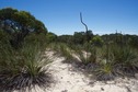 #7: Xanthorrhoea - aka. “Yakka” or” Blackboys” - growing on the adjacent sand dune, 180 m from the point