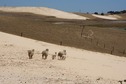 #8: Sheep wandering over a sand dune - about 1.5 km south of the point