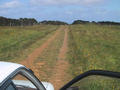 #4: This is the laneway up the centre of John and Helen Lynch's farm.