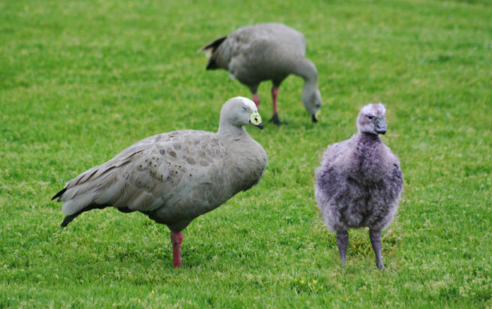 Cape Baron Geese   (Cereopsis novaehollandiae)