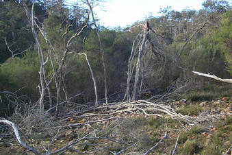 #1: View from the confluence to the east