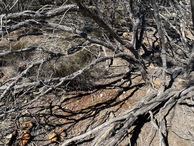 #5: Ground cover at the confluence point