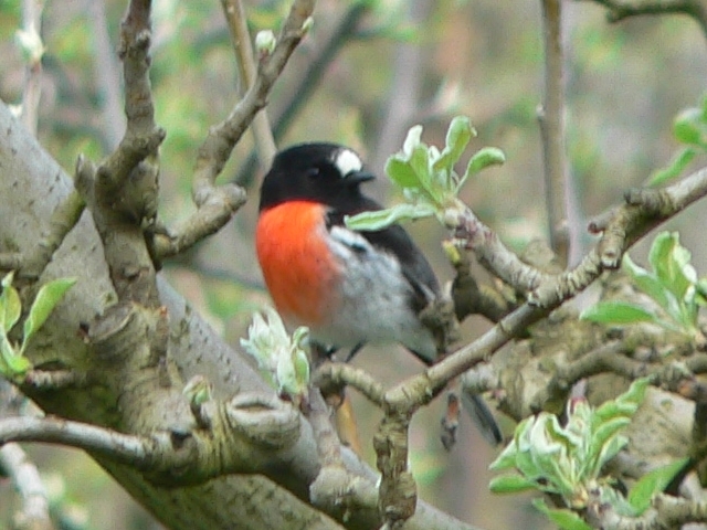 Robin redbreast (Petroica multicolor).