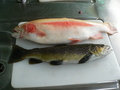#10: Catch of the day: golden and brown trout.