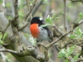 #8: Robin redbreast (Petroica multicolor).