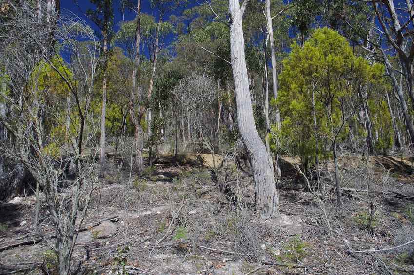 View East (towards Browns Road, 15 meters away)