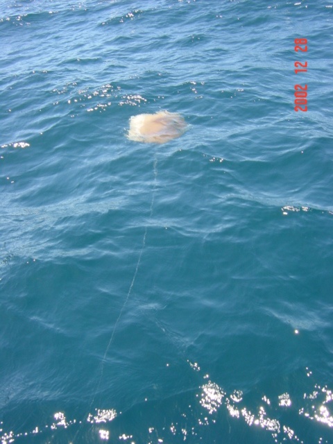 Giant poisonous jellyfish