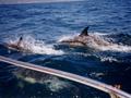 #10: Playful dolphins