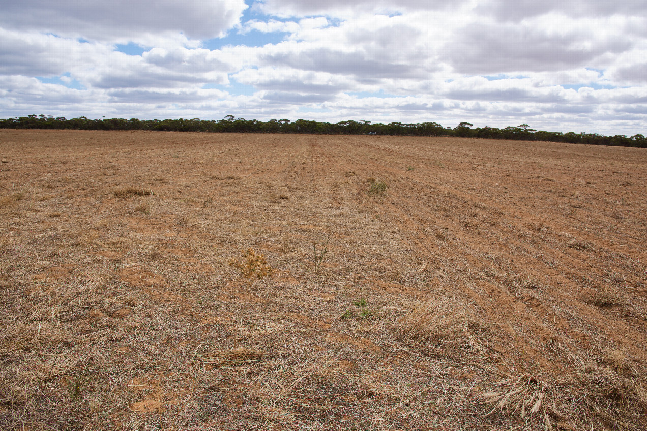 The confluence point lies in a bare farm field.  (This is also a view to the North, towards Parallel Road, 200m away.)