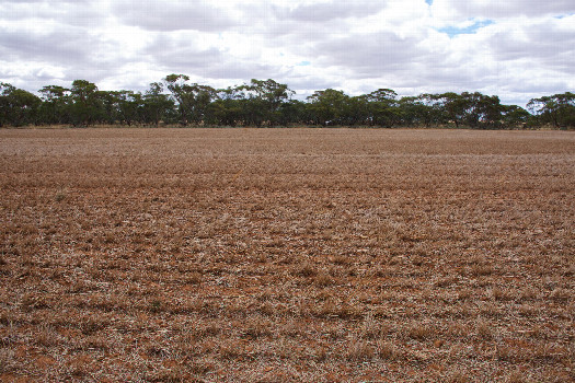 #1: The confluence point lies in a fallow farm field.  (This is also a view to the North, towards Parallel Road, 100m away.)