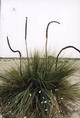#5: Blackboy  (xanthorrea species - probably australis).
