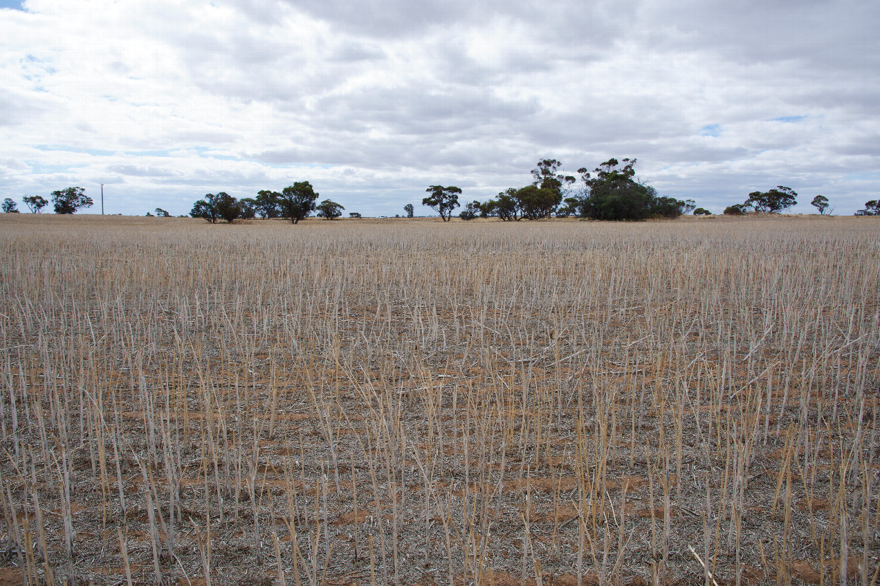 The confluence point lies in a recently-harvested wheat field.  (This is also a view to the North, towards a road 250m away.)