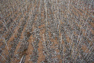 #5: Ground cover at the confluence point